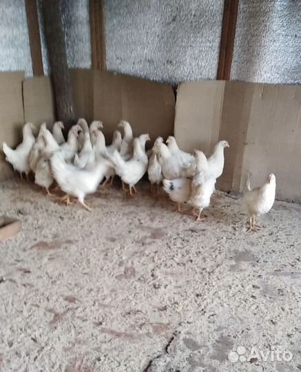 Куры молодки