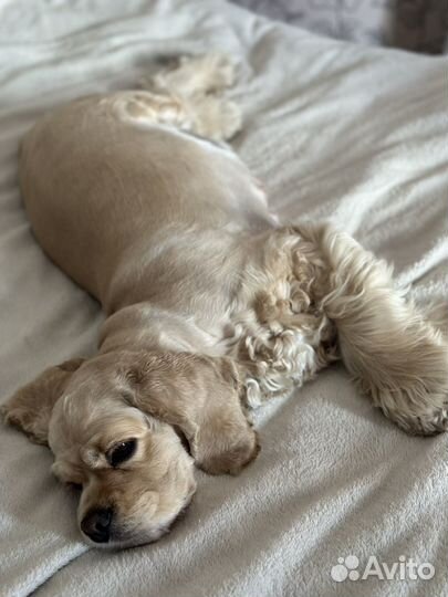 Кокер спаниель