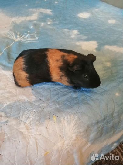 Морская свинка