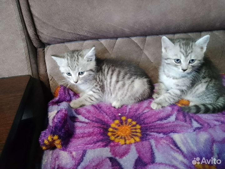 Котята в добрые руки бесплатно