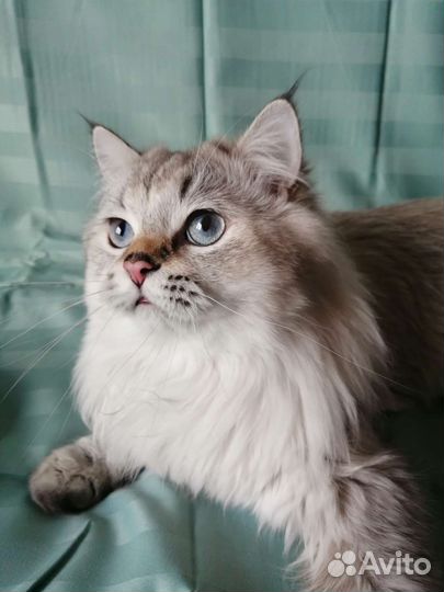 Длинношерстный британец