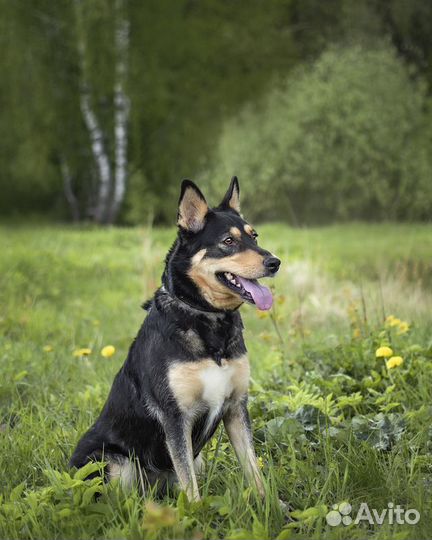 Трогательная собачка Дора с человеческим взглядом