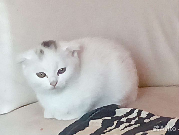 Вислоухий котёнок