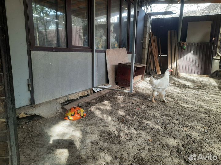 Белая брама