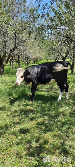 Нетель голштинка