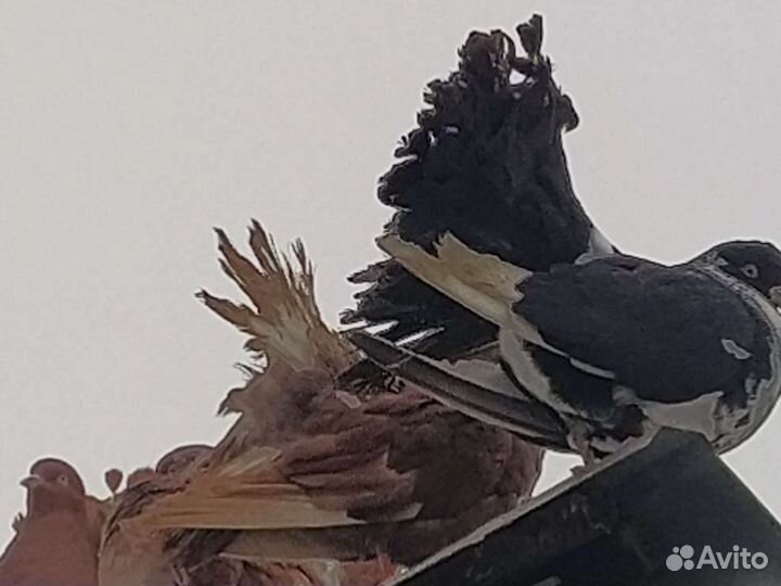 Голуби павлины