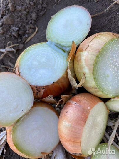 Лук Штутгарт на перо от 5 тонн