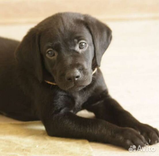 Щенки лабрадора черные