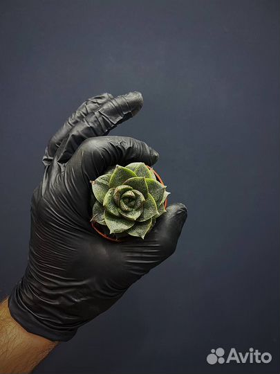 Эхеверия Пурпузорум