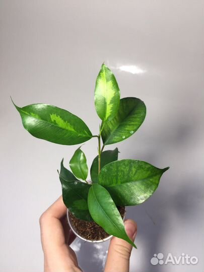 Фикусы разных сортов