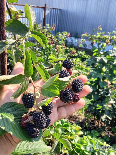 Саженцы ежевики