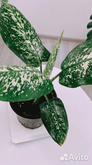 Диффенбахия