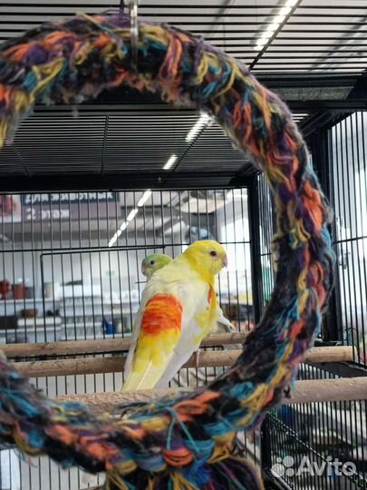 Домашние животные и рыбки