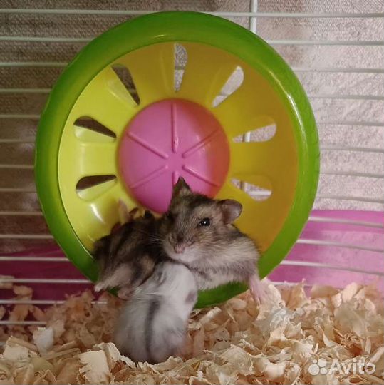 Джунгарский хомяк