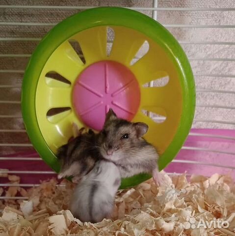 Джунгарский хомяк