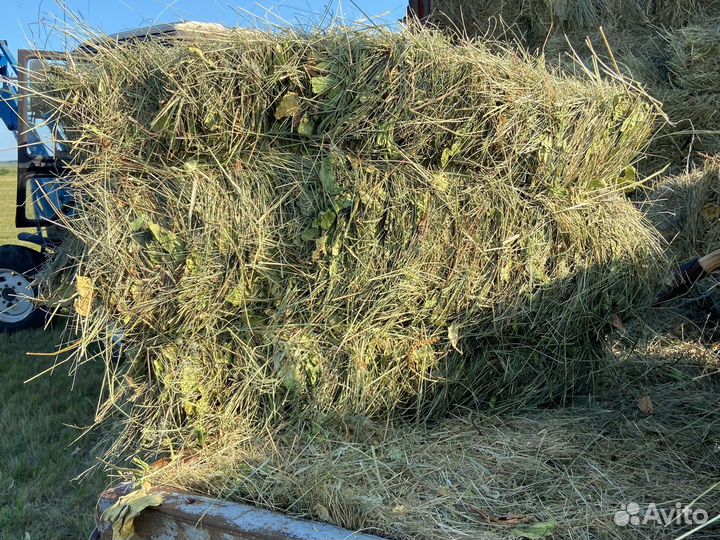 Сено в тюках