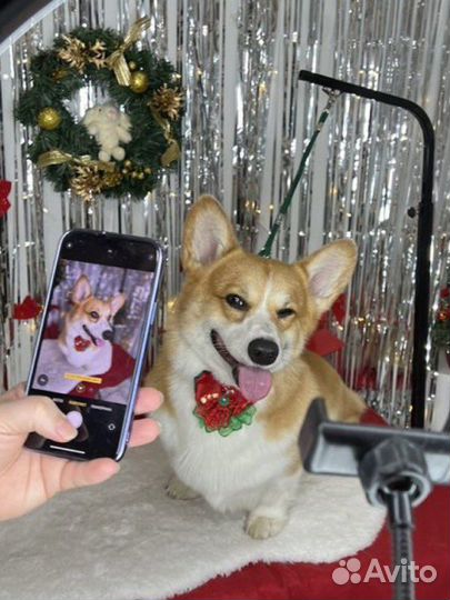 Вельш-корги пемброк вязка