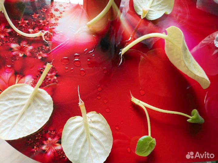 Листик фиалки укорененный. Денежное дерево