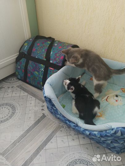 Две британские кошеки девочки 2,5 мес