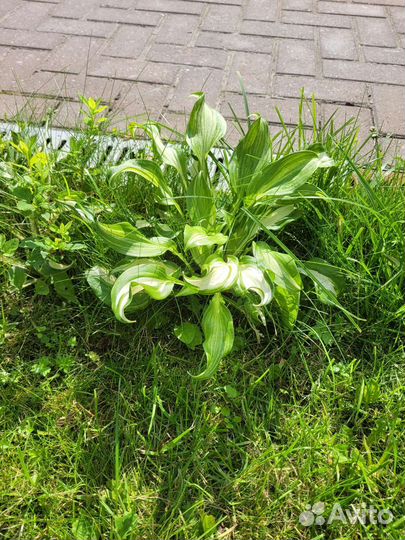 Хоста растение