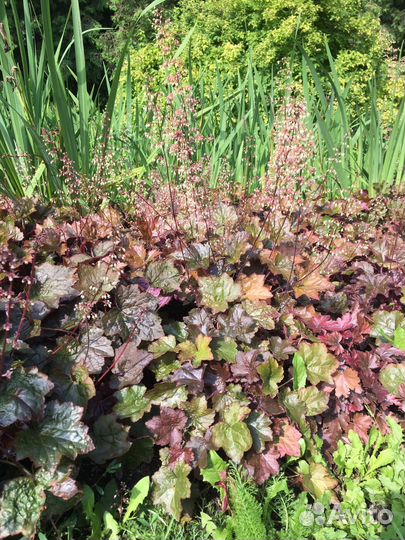 Гейхера двух сортов