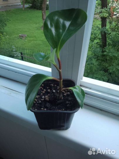 Хедера(плющ), пеперомии разные