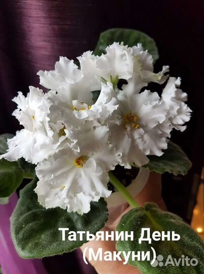 Фиалки сортовые-черенки и детки