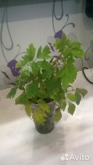 Продам циссус (комнатный виноград)
