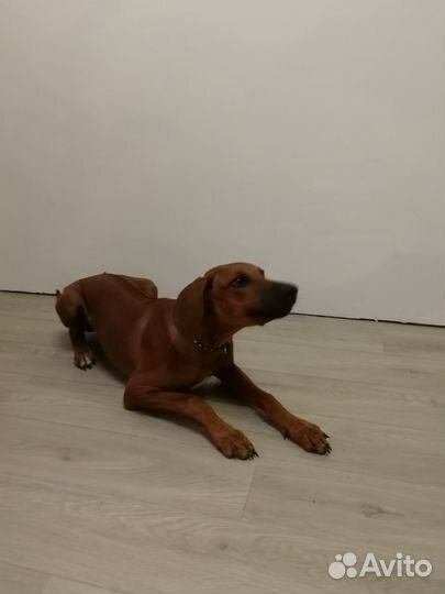 Щенок Родезийский риджбек