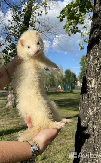 Хорек, хорьки малыши