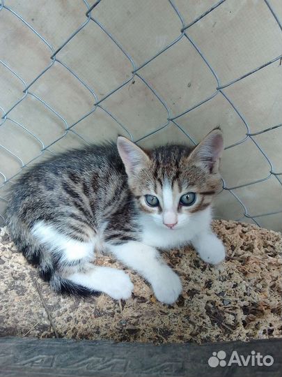 Кошки в добрые руки бесплатно