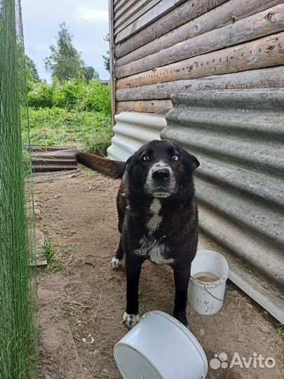 Собака в добрые руки отдам бесплатно