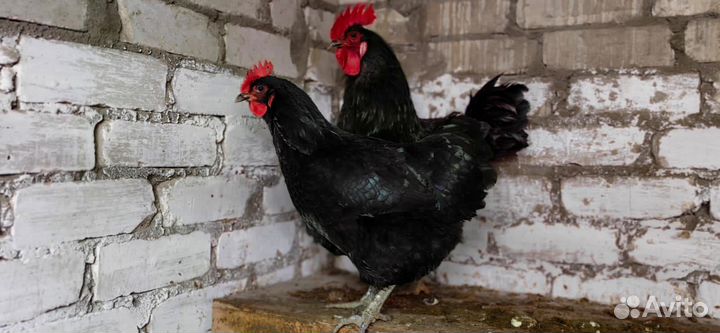 Инкубационное яйцо породной птицы