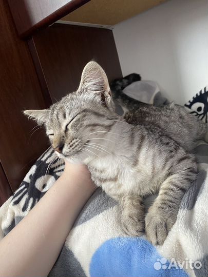 Котик ищет дом