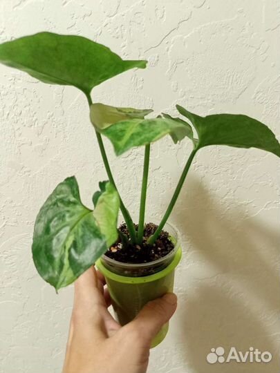 Сингониум Т 24