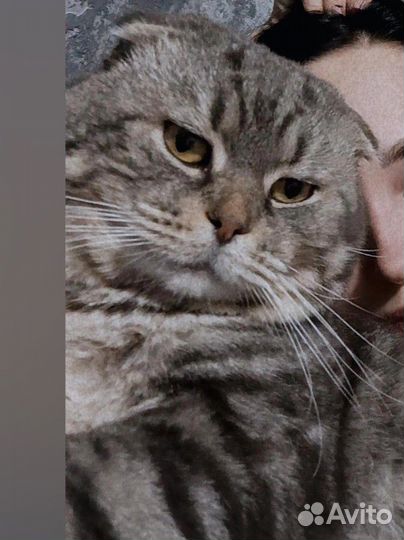 Шотландские вислоухие котята и кот на вязку