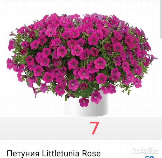 Вегетативная петуния