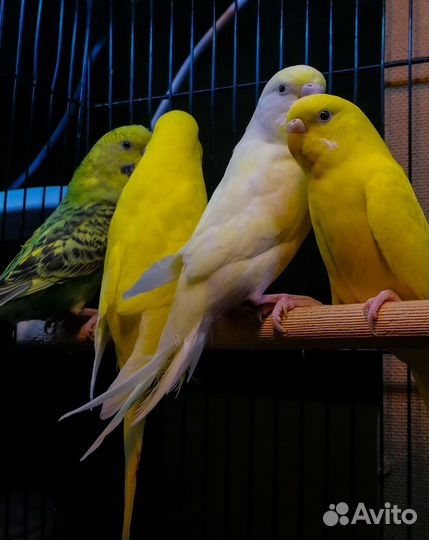 Волнистый попугай (малыши)