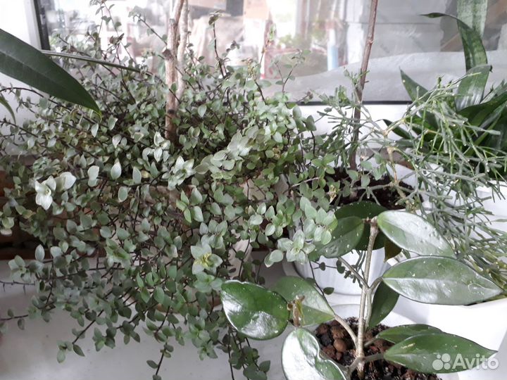 Коллизия бьянка голд репенс