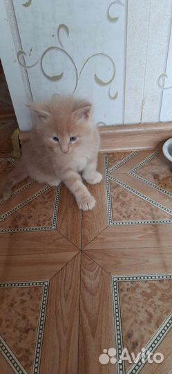 Котята мейн-кун