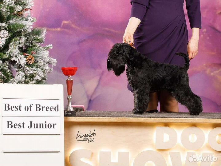 Цвергшнауцер черный вязка