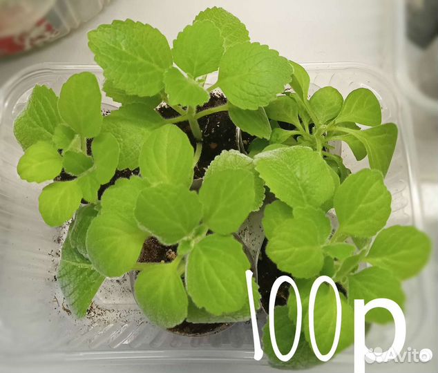 Плектрантус Войлочный Silver