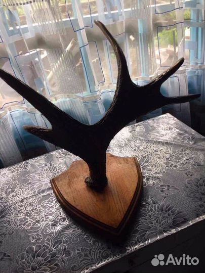 Продам рога лося