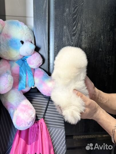 7 мальчиков и 1 девочка шпиц мини микро