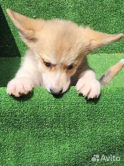 Супер Коржик