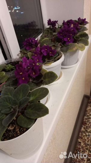 Фиалки цветущие в горшке