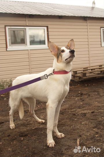 Собака Донна