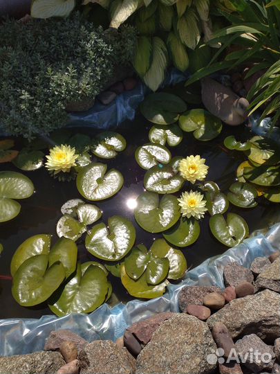 Водные растения для пруда