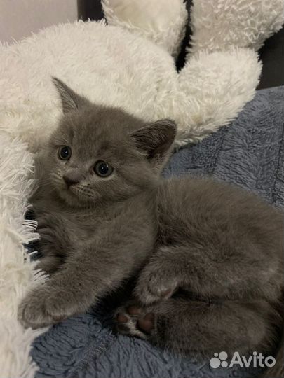 Кошечка вислоухая