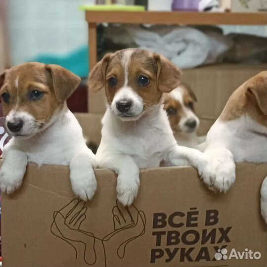Щенки джек Рассел терьер